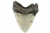 Fossil Megalodon Tooth - North Carolina #183313-2